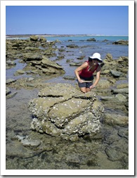 Lisa harvesting oysters at Quondong Point