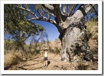 Lisa and a 1000 year old Boab tree hiking to Champagne Springs