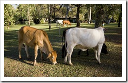 Cows in the El Questro Township campsite