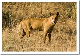 A dingo near the turnoff to Kalumburu