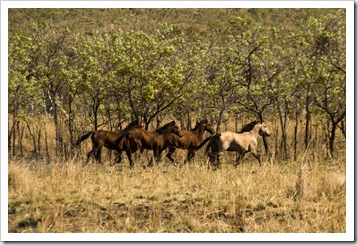 Brumbies alongside the road to Kalumburu