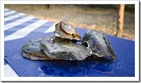 Fresh oysters for dinner off the rocks at McGowan's Island