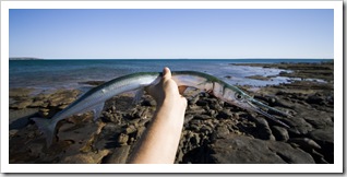 Sam catches a Snook fishing off the rocks north of Pago