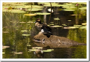 Bird life on Lily Lagoon on the way to Mitchell Falls