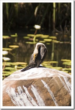 Bird life on Lily Lagoon on the way to Mitchell Falls