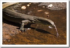 Water monitor at Barnett River Gorge