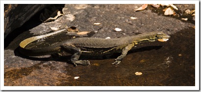 Water monitor at Barnett River Gorge