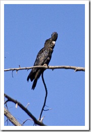 A Red-Tailed Black Cockatoo at Galvans Gorge