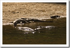 Freshwater Crocodiles in Windjana Gorge