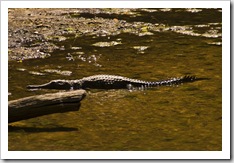 Freshwater Crocodiles in Windjana Gorge