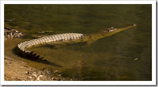 Freshwater Crocodiles in Windjana Gorge