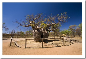 The Prison Boab Tree on the road into Derby