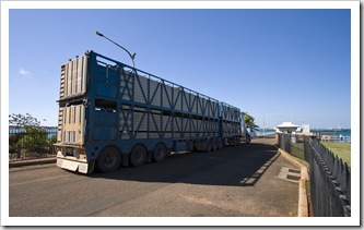 Live cattle on their way to Asia at the Port of Broome