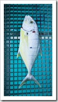 A two foot long Golden Trevally on the jetty at the Port of Broome