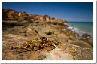 A crab on the rocks at Gantheaume Point