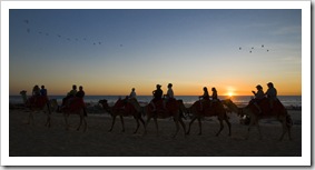 Sunset camel tours at Cable Beach