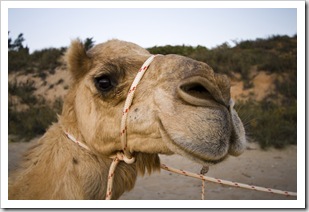 Camel tours on Cable Beach