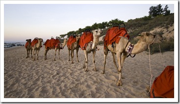 Camel tours on Cable Beach