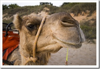 Camel tours on Cable Beach