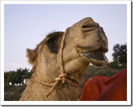 Lisa's favorite photo of a big-lipped camel on Cable Beach