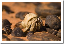 A hermit crab at Roebuck Bay