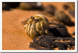 A hermit crab at Roebuck Bay