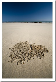 Sand crabs working the sand into tiny balls on the beach at Quondong Point