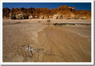 An octopus on the beach at James Price Point