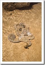 An octopus on the beach at James Price Point