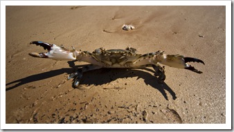 An angry mud crab at James Price Point