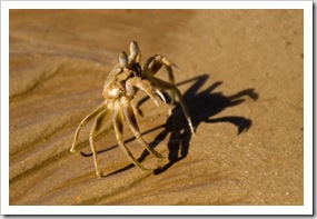 A sand crab on the beach at James Price Point