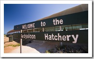 The hatchery at One Arm Point