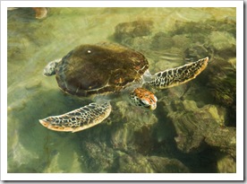 A rescued turtle at the hatchery at One Arm Point