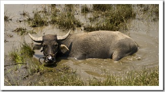 A water buffalo cooling off in the rice paddies in the countryside north of Hoi An