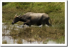 A water buffalo cooling off in the rice paddies in the countryside north of Hoi An