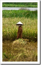 Rice harvesting in the countryside north of Hoi An