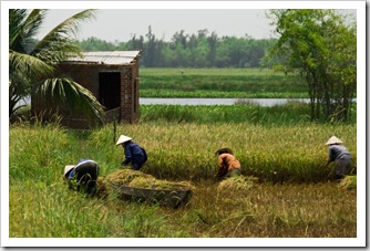 Rice harvesting in the countryside north of Hoi An