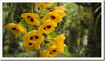 Orchids in the orchid garden on the way up Ham Rong Mountain