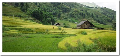 Rice paddies near Cat Cat Village