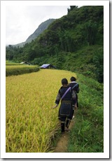 Walking through the rice paddies near Cat Cat Village