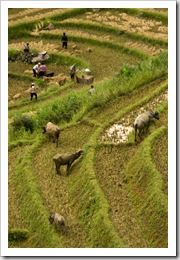 H'Mong people harvesting rice with water buffalo cleaning up after them