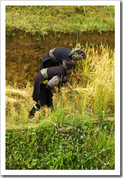 H'Mong people harvesting rice