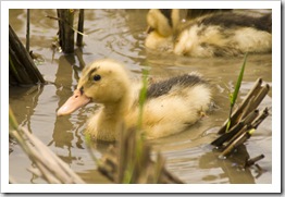 Ducks near Ta Van Village