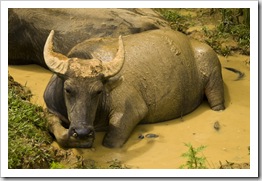 Water buffalo cooling off near Ta Van Village