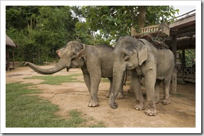 Two of the elephants in our group