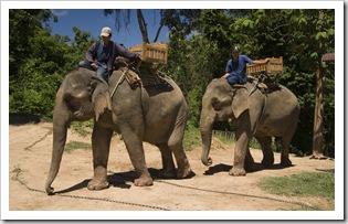 Two of the elephants come to pick us up