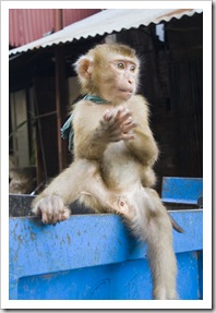 A monkey on the back of a truck in Luang Prabang's markets