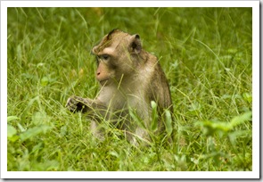 Monkeys inside Angkor Thom