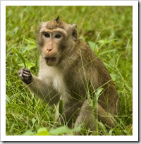 Monkeys inside Angkor Thom