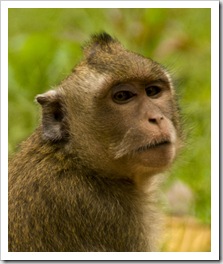 Monkeys inside Angkor Thom